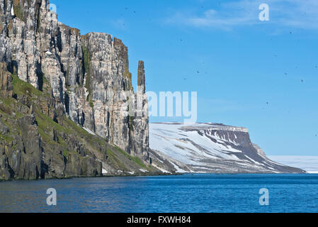 Guillemot de Brünnich et de vol de leur colonie à falaise Alkefjellet à Svalbard Banque D'Images