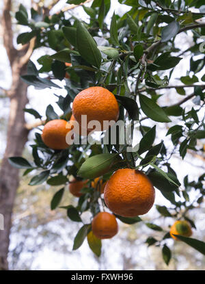 Les oranges qui poussent sur un arbre dans une arrière-cour North Florida. Banque D'Images