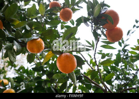 Les oranges qui poussent sur un arbre dans une arrière-cour North Florida. Banque D'Images