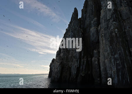 Guillemot de Brünnich et de vol de leur colonie à falaise Alkefjellet à Svalbard Banque D'Images