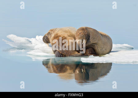 Deux walrus portant sur un floe ayant un reste au large de la côte d'Ivoire Banque D'Images