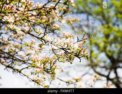 Fleurs de pommier au printemps, de magnifiques fleurs roses et blanches Banque D'Images
