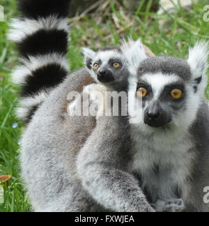 Zoo d'Usti nad Labem, République tchèque. 18 avril, 2016. Untitled document Les enfants sont introduits dans le zoo d'Usti nad Labem, République tchèque, le 18 avril 2016. Photo : CTK/Alamy Live News Banque D'Images