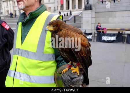 Londres, Royaume-Uni. Apr 19, 2016. L'Lemmie Harris Hawk, dont le travail est de dissuader les pigeons, à Trafalgar Sq/Londonphotos Crédit : Alamy Live News Banque D'Images