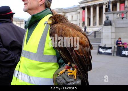 Londres, Royaume-Uni. Apr 19, 2016. L'Lemmie Harris Hawk, dont le travail est de dissuader les pigeons, à Trafalgar Sq/Londonphotos Crédit : Alamy Live News Banque D'Images