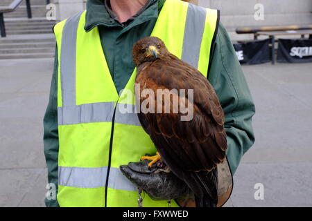 Londres, Royaume-Uni. Apr 19, 2016. L'Lemmie Harris Hawk, dont le travail est de dissuader les pigeons, à Trafalgar Sq/Londonphotos Crédit : Alamy Live News Banque D'Images