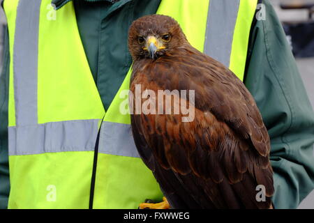 Londres, Royaume-Uni. Apr 19, 2016. L'Lemmie Harris Hawk, dont le travail est de dissuader les pigeons, à Trafalgar Sq/Londonphotos Crédit : Alamy Live News Banque D'Images