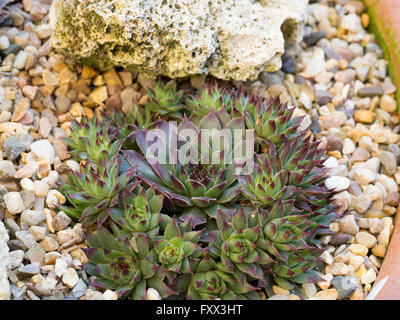 Sempervivum calcareum 'Monsieur William Lawrence' Banque D'Images