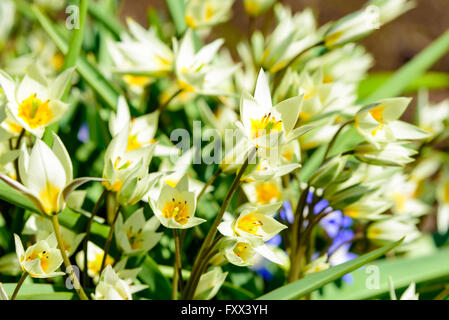 Tulipa turkestanica, le Turkestan tulipe, ici vu en pleine floraison au début du printemps. Banque D'Images