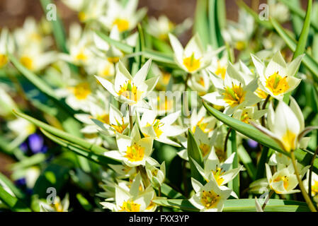 Tulipa turkestanica, le Turkestan tulipe, ici vu en pleine floraison au début du printemps. Banque D'Images