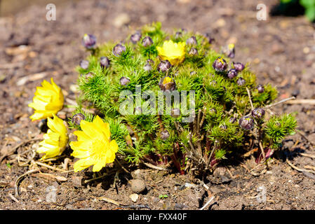 Adonis vernalis, les faisans, les yeux jaunes, l'œil printemps faisans faisans eye ou false hellebore, ici vu dans le jardin Banque D'Images