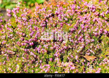 Erica carnea, l'hiver, la floraison d'hiver heath heather, printemps heath alpin ou de Heath, ici considérée avec une multitude de broche violet Banque D'Images