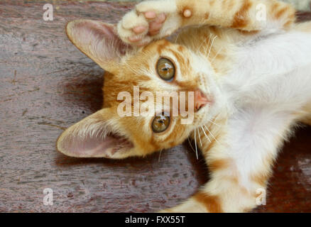 Chaton espiègle rouge se trouve sur son dos Banque D'Images