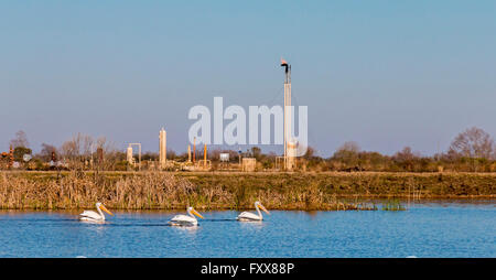 Des pélicans (Pelecanus erythrorhynchos) nager avec un équipement de raffinerie de pétrole en arrière-plan, dans marsh dans la région côtière de la Louisiane. Banque D'Images