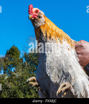 Rodney Victorian, poulet légende, est titulaire d'un de ses coqs prix pour le traditionnel Chicken Run en Iowa, Louisiane Banque D'Images