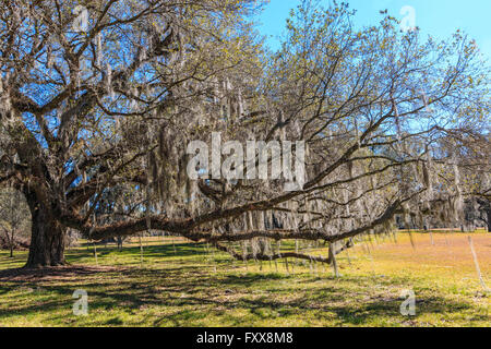 Le sud de l'énorme live oak (Quercus virginiana) en Louisiane. Banque D'Images