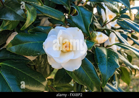 Fleur de Magnolia en fleur. Communément appelé le sud de magnolia ou bull bay, est un arbre de la famille Magnoliaceae Banque D'Images