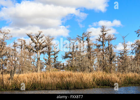 Le sud de la Louisiane cyprès couvert de mousse espagnole, le long d'un bayou de Louisiane en hiver. (Taxodium distichum) Banque D'Images