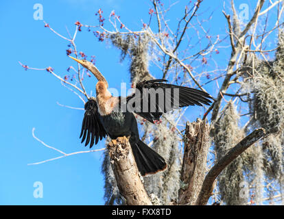 L'anhinga (Anhinga anhinga), également appelé snakebird, vert, vert, de l'Amérique ou de l'eau de la Turquie, est un oiseau de l'eau plus chaude de la pa Banque D'Images