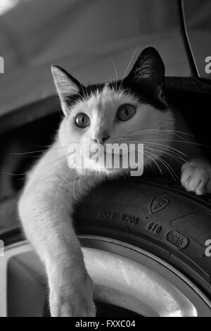 En vertu de la sous-Cat portant sur le pneu avec la patte côté. Photo prise en noir et blanc. Banque D'Images
