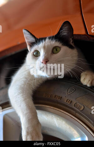 En vertu de la sous-Cat portant sur le pneu avec la patte côté. Photo prise en couleur. Banque D'Images