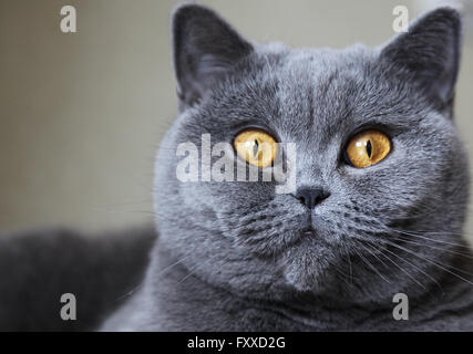 Les races de chats British Shorthair de couleur bleu Banque D'Images