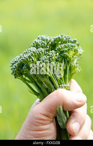 Bimi. Variété de brocoli. Banque D'Images