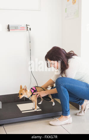 Femme pesant son chien sur une balance vétérinaire Banque D'Images