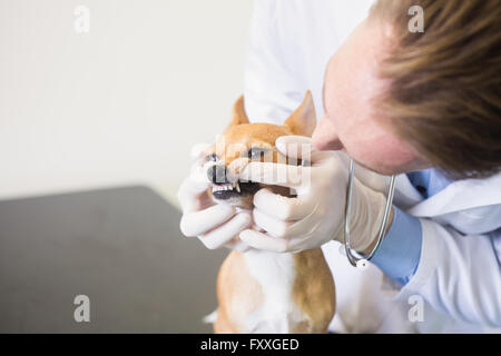 L'examen vétérinaire dents chiens Banque D'Images