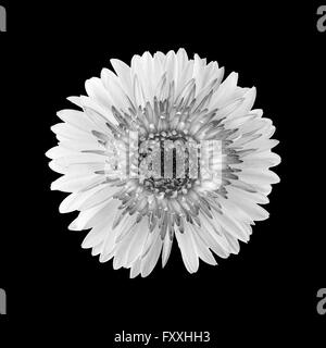 Gerbera flower en noir et blanc isolé sur fond noir Banque D'Images