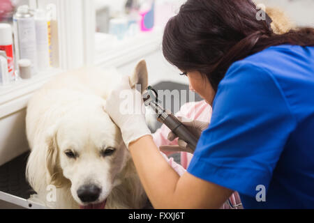 L'examen vétérinaire oreille de labrador retriever Banque D'Images