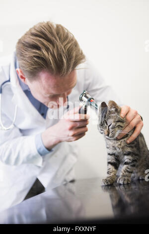 L'examen vétérinaire oreille de chaton avec otoscope Banque D'Images