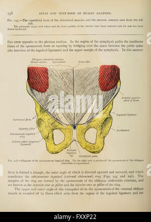 Texte et Atlas-livre de l'anatomie humaine par Sobotta, Johannes, 1869-1945 ; McMurrich, J. Playfair (James Playfair), 1859-1939 Banque D'Images