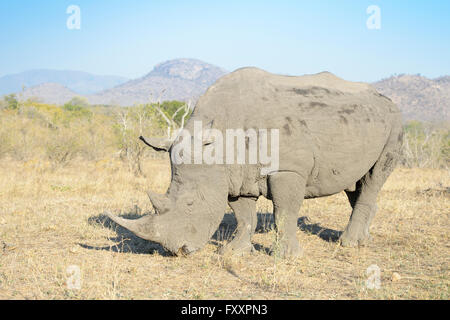 Le rhinocéros blanc (Ceratotherium simum) close up dans la partie sud du parc national Kruger, Afrique du Sud Banque D'Images