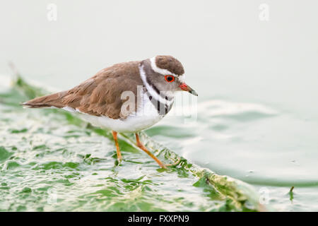 Trois-banded Plover (Charadrius tricollaris), au bord de l'eau, Kruger National Park, Afrique du Sud. Banque D'Images