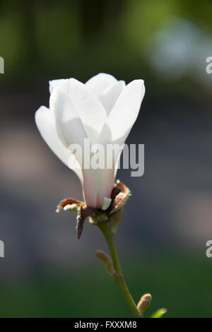 Fleur de magnolia Blossom bud dans une lumière du soleil du matin Banque D'Images