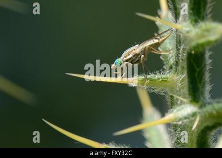 Mouche femelle / un plus grand fruit fly (Terellia longicauda) de prendre l'humidité de Woolly Cirsium eriophorum) colonne vertébrale. Banque D'Images