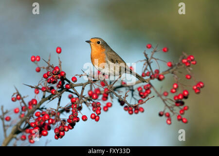 Erithacus rubecula aux abords en hiver perché sur les baies d'aubépine Banque D'Images