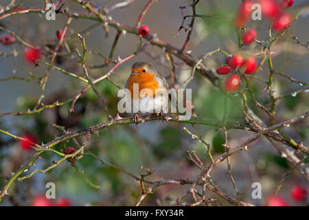 Erithacus rubecula aux abords en hiver perché sur les baies d'aubépine Banque D'Images