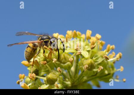 Guêpe commune (Vespula Vulgaris) se nourrissant de fleurs de lierre (Hedera helix), Wiltshire, Royaume-Uni, le jardin de septembre. Banque D'Images