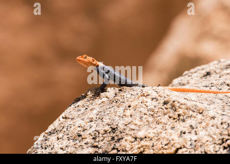 Agama agama Readhead africains (agama) portrait assis sur la roche Banque D'Images