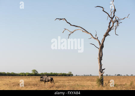 Le Gnou bleu adulte seul dans les marais de Savuti herbage, Botswana, 2015 Banque D'Images