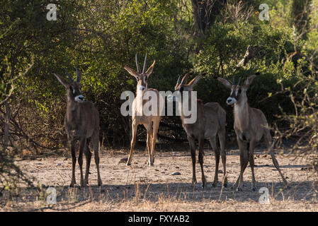 L'antilope rouanne adultes (Hippotragus equinus) veille sur les jeunes, le Botswana, 2015 Banque D'Images