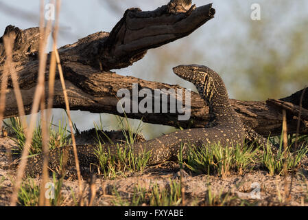 Moniteur du Nil (Varanus niloticus) marche à côté de rivière, Namibie, 2015 Banque D'Images