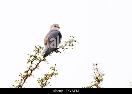 Black Kite (Elanus caeruleus épaulé) perché sur la branche épineuse contre fond blanc, Namibie Banque D'Images