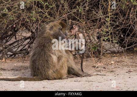 Les babouins ont des temps sociaux, Botswana, 2015 Banque D'Images