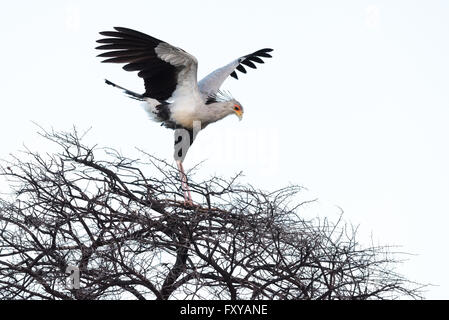 Oiseau (secrétaire Sagittaire serpentarius) atterrissage sur arbre épineux, la Namibie Banque D'Images