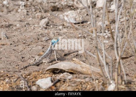 Le rock sudiste (Agama agama atra) debout sur le sable, Etosha National Park, Namibie Banque D'Images