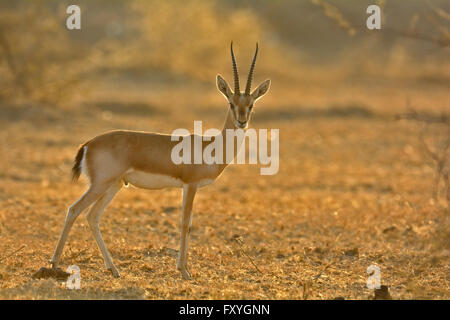 Gazelle indienne ou Chinkara (Gazella bennettii) dans les forêts de bush sec désert du Thar, Rajasthan, Inde Banque D'Images