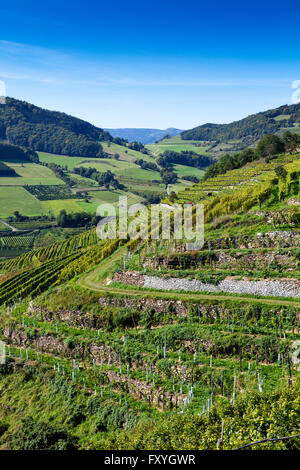 Spitzer Graben, Spitz, Wachau, Waldviertel, Basse Autriche, Autriche Banque D'Images